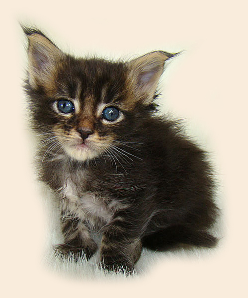     Catsvill County!   !    !       !!!    Catsvill County +7-926-544-74-09     .   ,   ,   ,    ,   ,  ,     ,   -,    ,   !